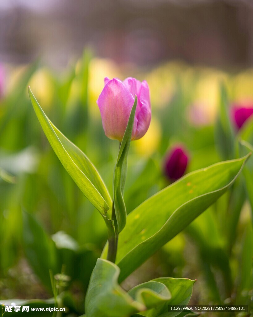 绽放的粉色郁金香