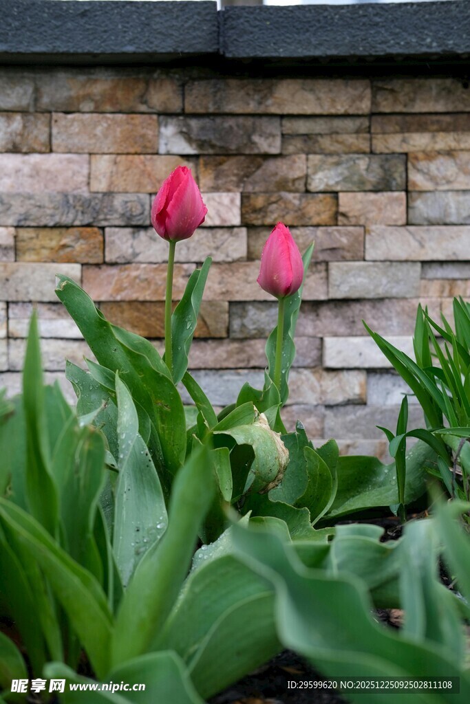 墙边绽放的娇艳粉色郁金香