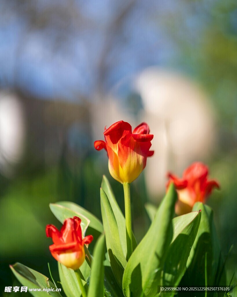鲜艳绽放的红黄相间花朵