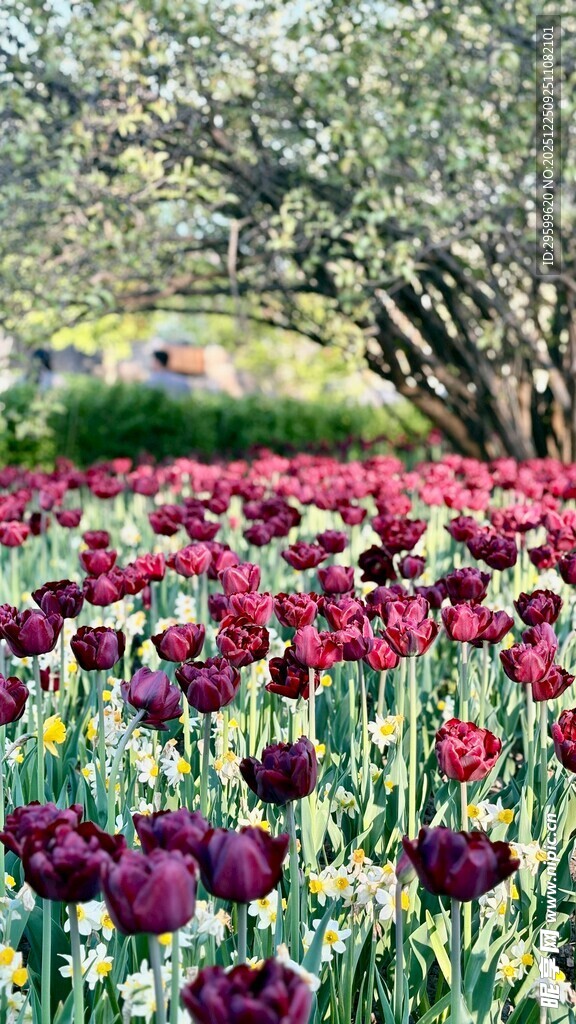 郁金香花田的绚烂景致