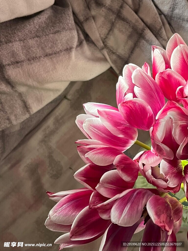 娇艳绽放的粉色花卉