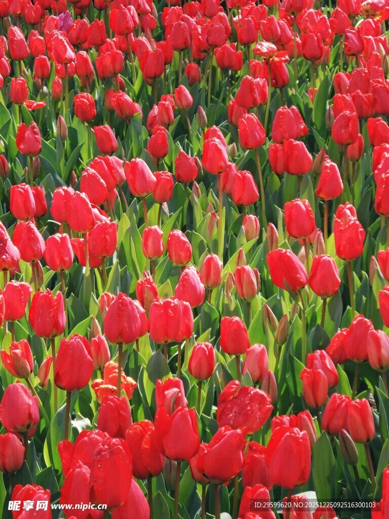 红色郁金香花海