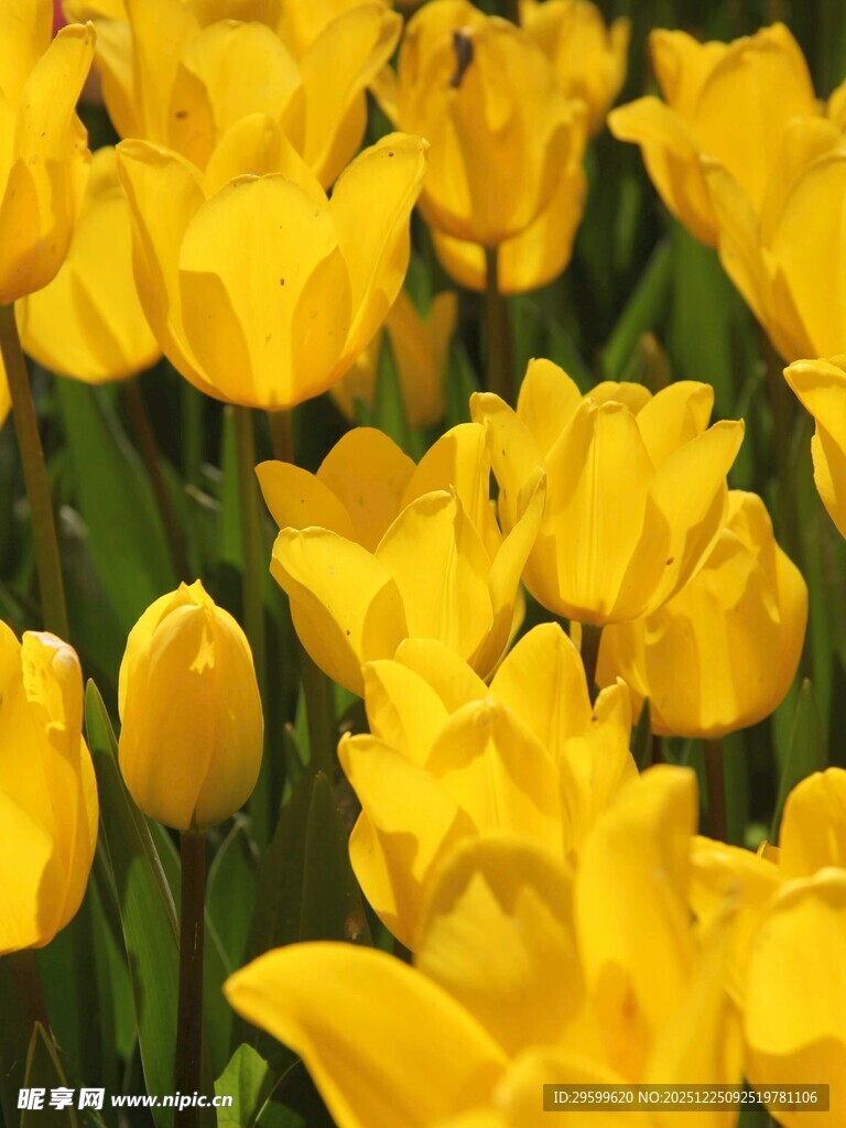 黄色郁金香绽放美景