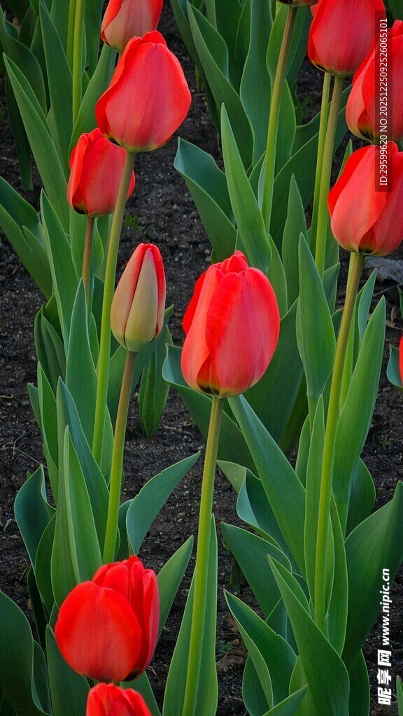 鲜艳红郁金香绽放