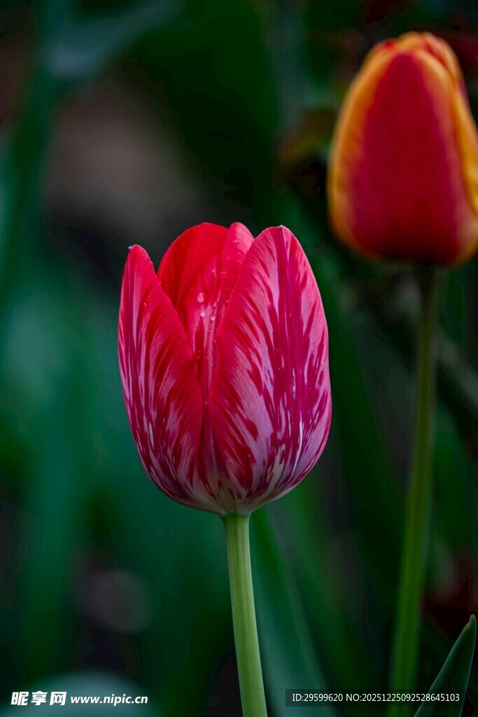 娇艳欲滴的红色郁金香