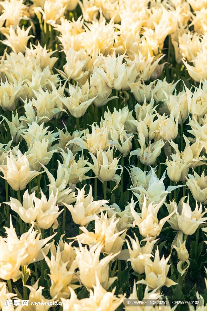 盛开的白色百合花