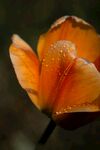 带露橙郁金香特写