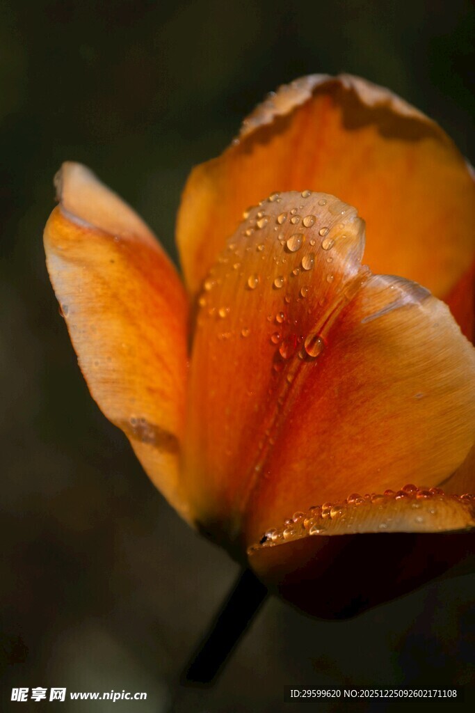 带露橙郁金香特写