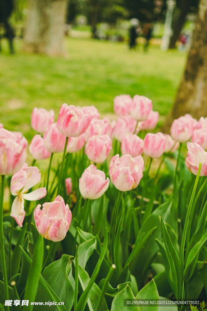 粉色郁金香绽放于草地