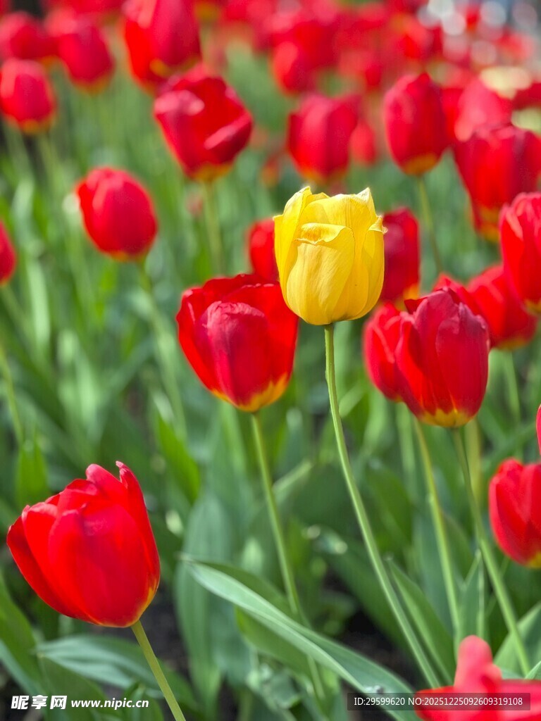 花丛中独艳的黄色郁金香