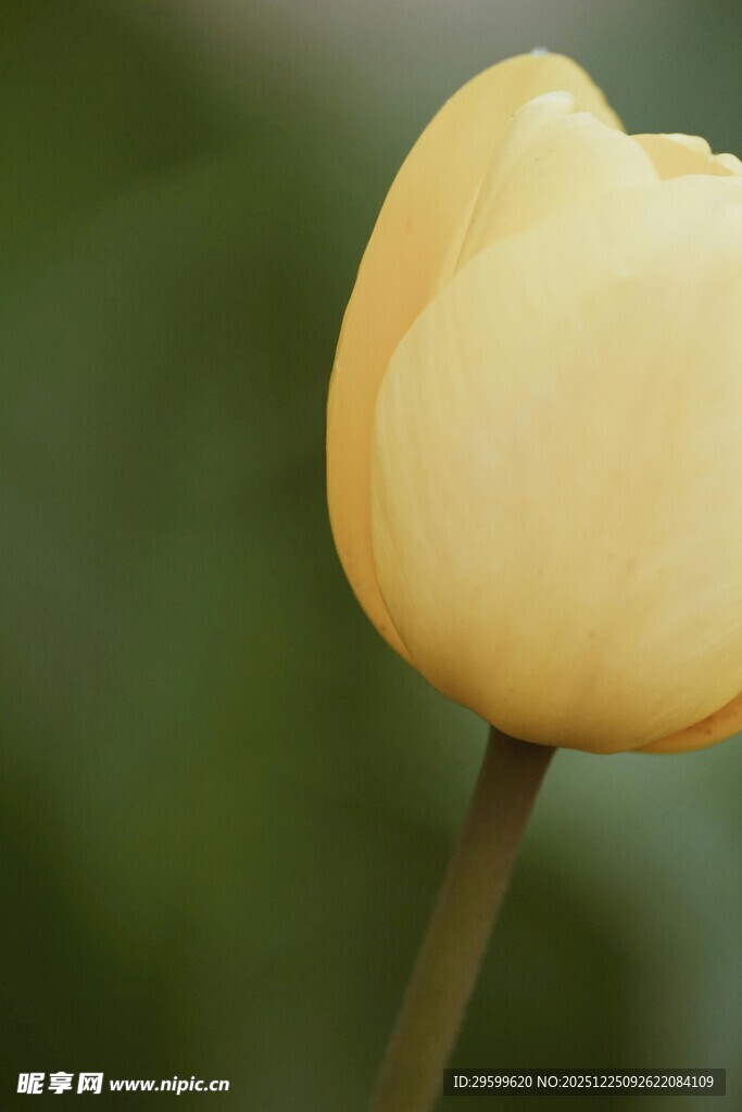 黄色单支郁金香特写
