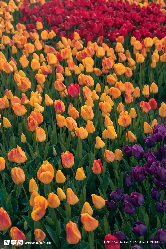 多彩郁金香花海