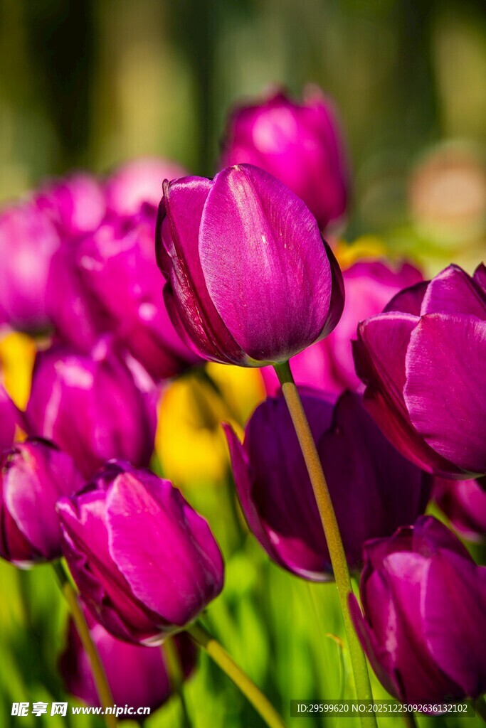 紫色郁金香绽放的美丽