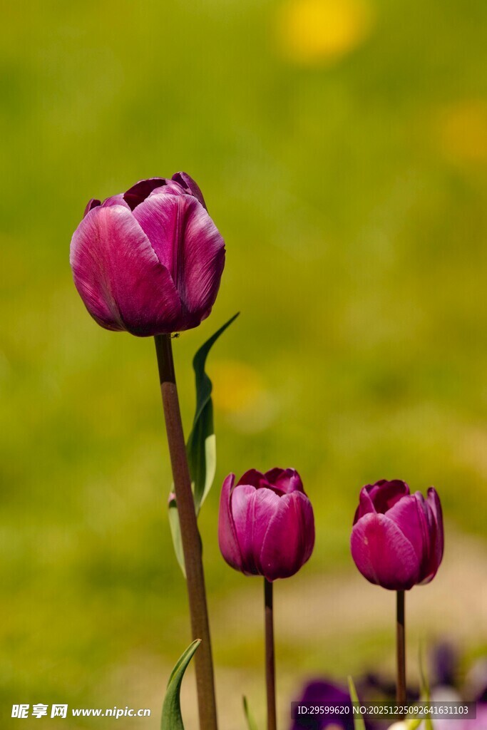 紫色郁金香绽放美景