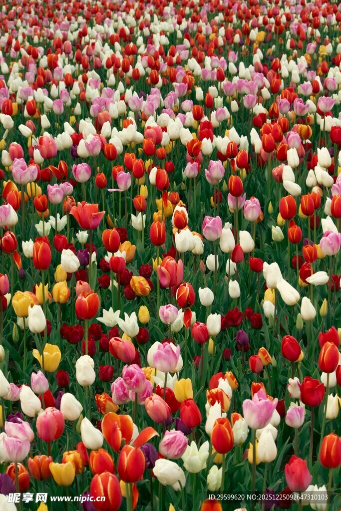 五彩斑斓的郁金香花海