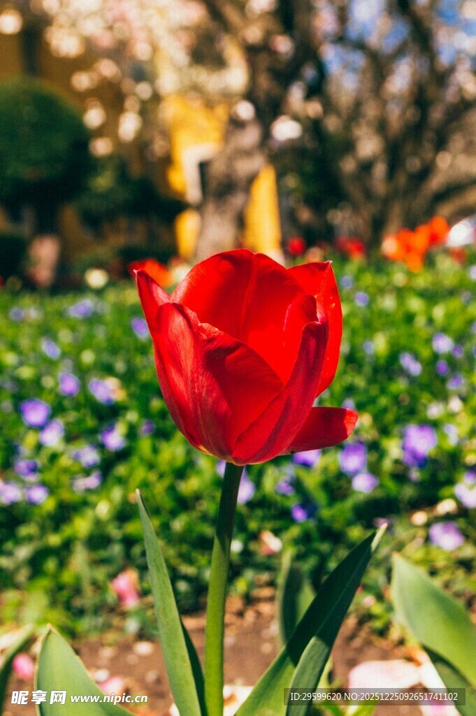 娇艳红郁金香绽放花丛
