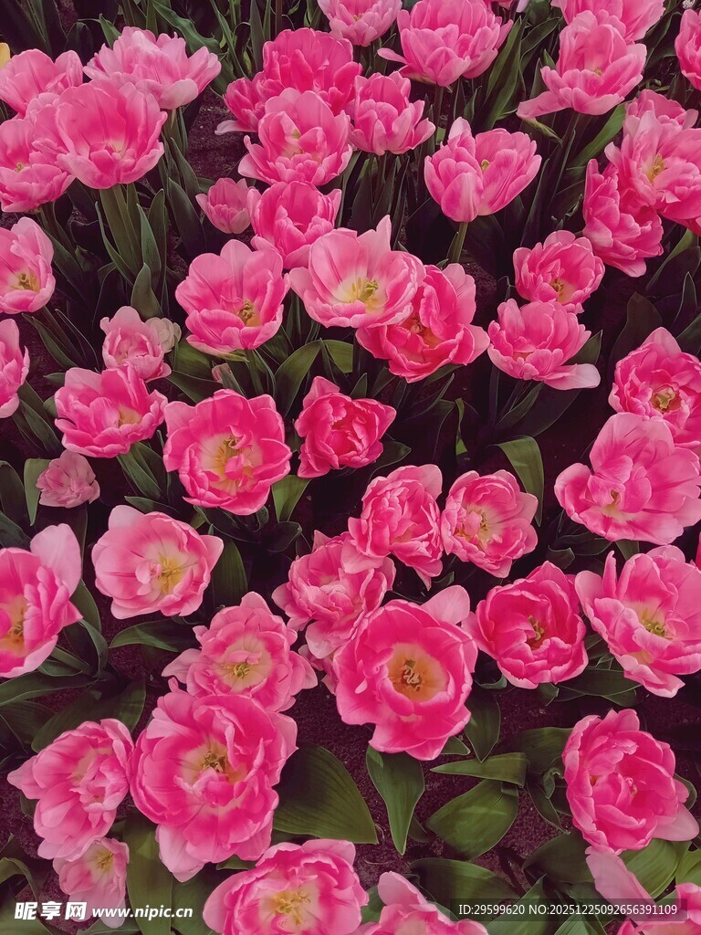 粉色郁金香花海