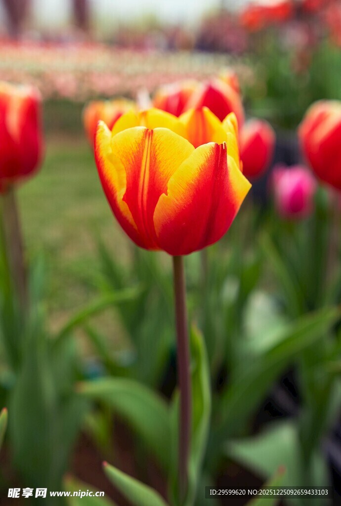 鲜艳双色郁金香绽放