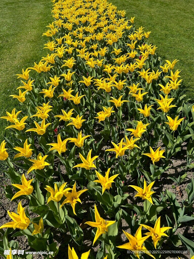黄色小花铺就的美丽花径