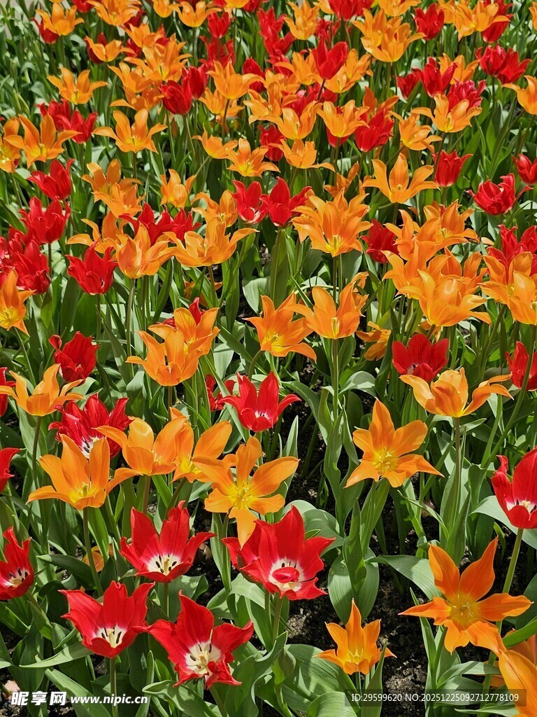 多彩郁金香花海绽放