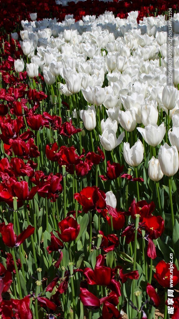 红白相间的美丽郁金香花海