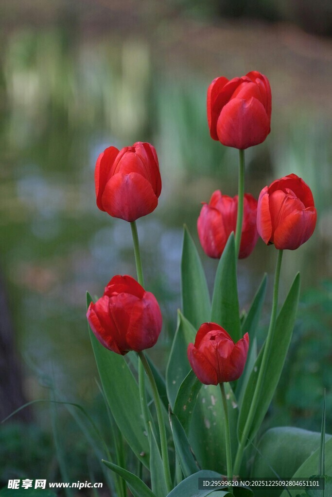 娇艳红郁金香绽放
