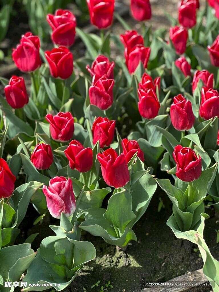 鲜艳红郁金香绽放美景