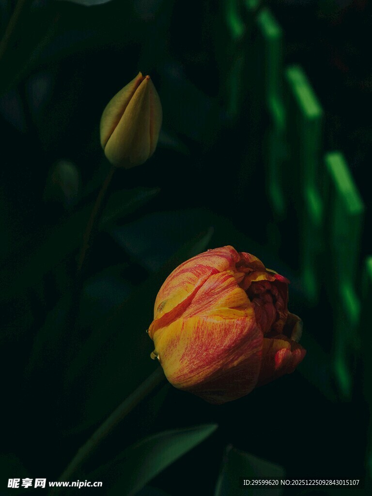 娇艳绽放的橙红色郁金香