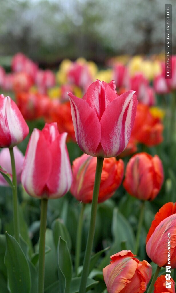多彩郁金香花海