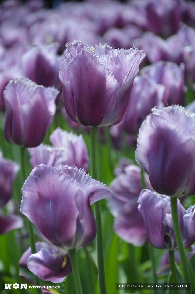 紫色郁金香花海