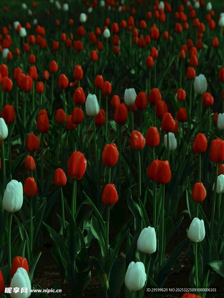 红白郁金香花海美景