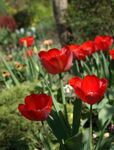 鲜艳红郁金香绽放花园