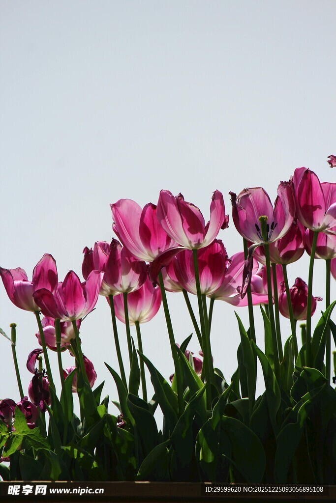 粉色郁金香绽放