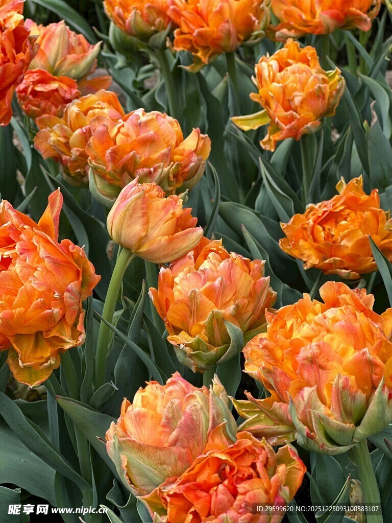 橙色郁金香花海