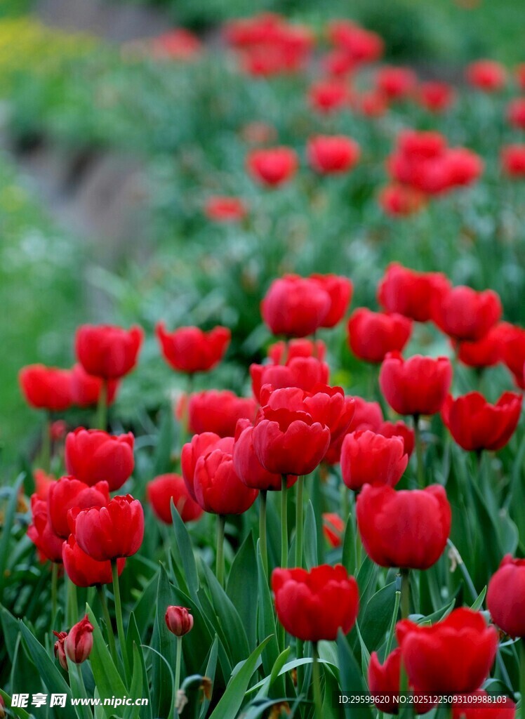 鲜艳红郁金香花海