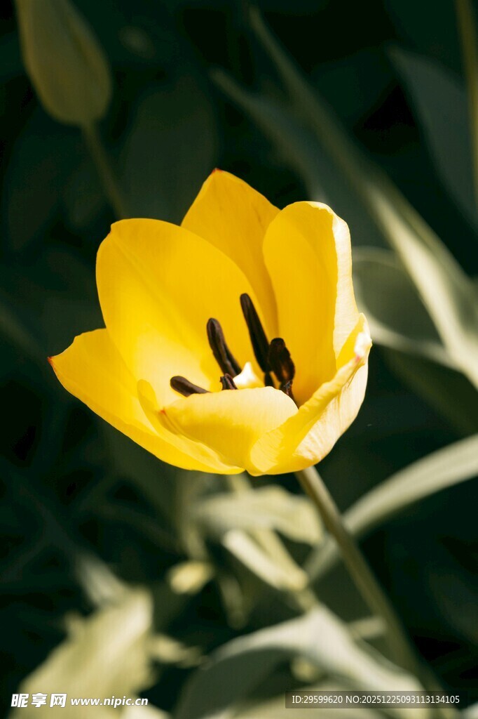 黄色郁金香特写