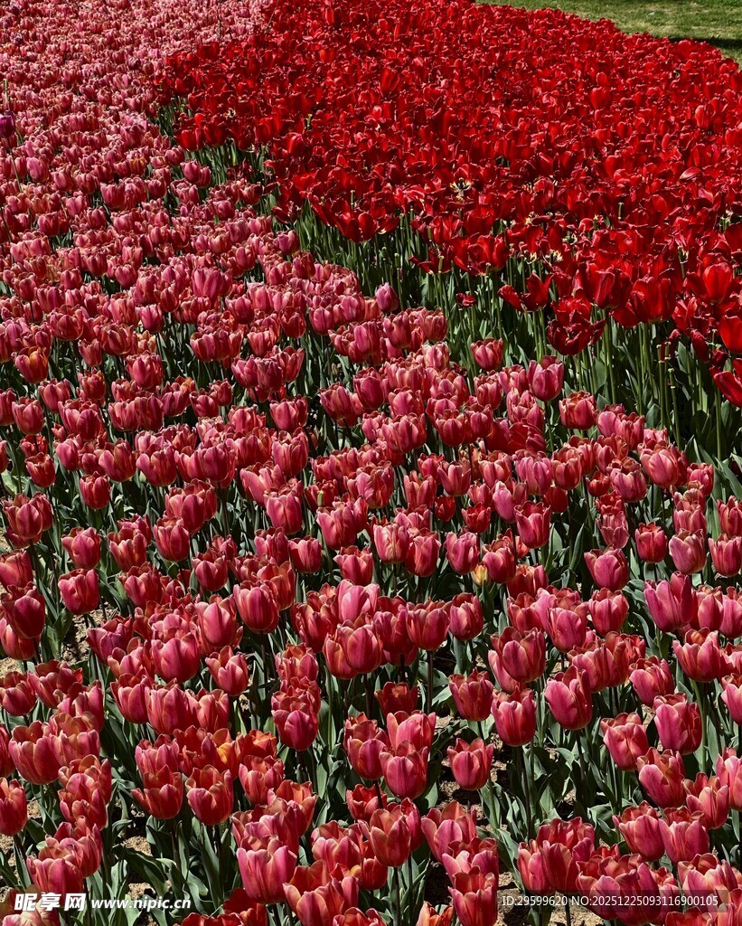 红色郁金香花海景观