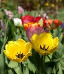 娇艳郁金香绽放于花丛