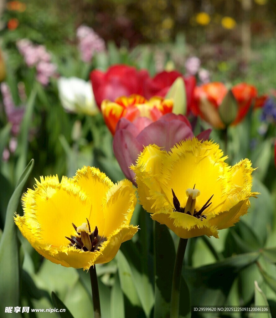 娇艳郁金香绽放于花丛