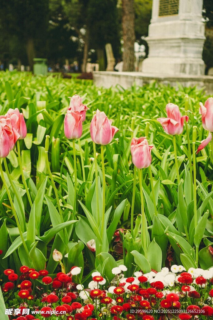 缤纷郁金香绽放花园