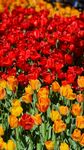 多彩郁金香花海
