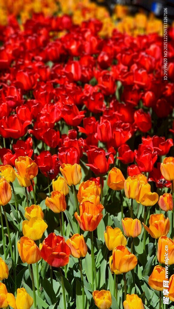 多彩郁金香花海