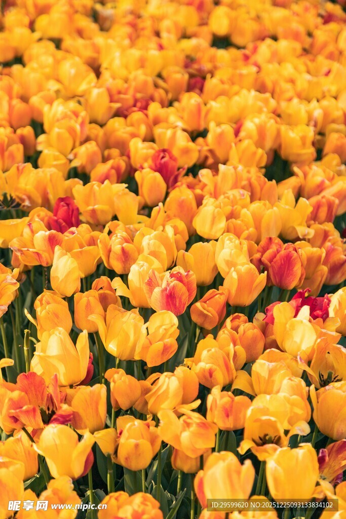 绚烂黄色郁金香花海