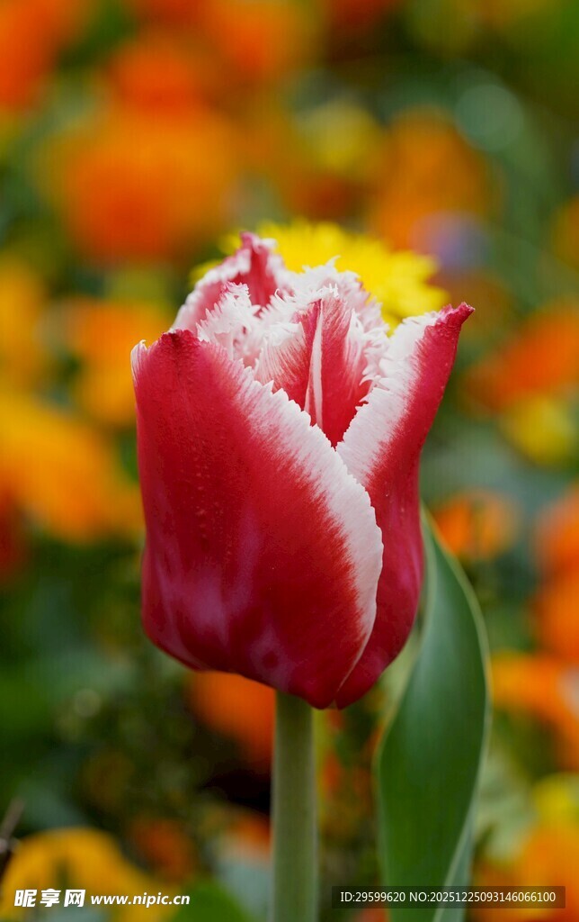 娇艳双色郁金香绽放