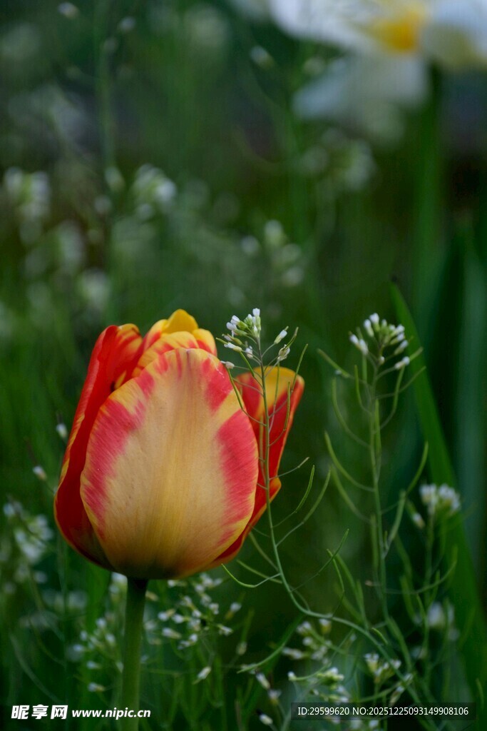 红黄相间郁金香绽放