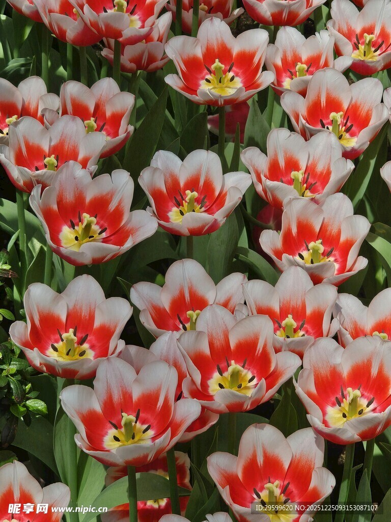 红白相间美丽郁金香