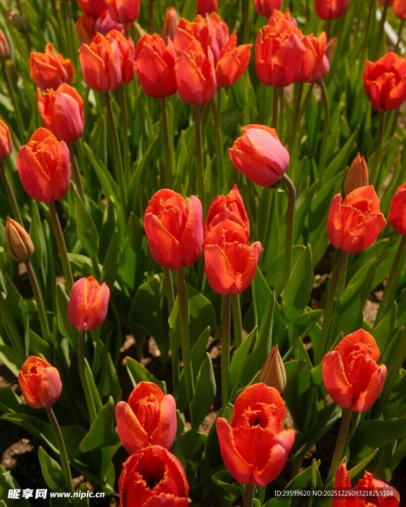鲜艳红郁金香花海