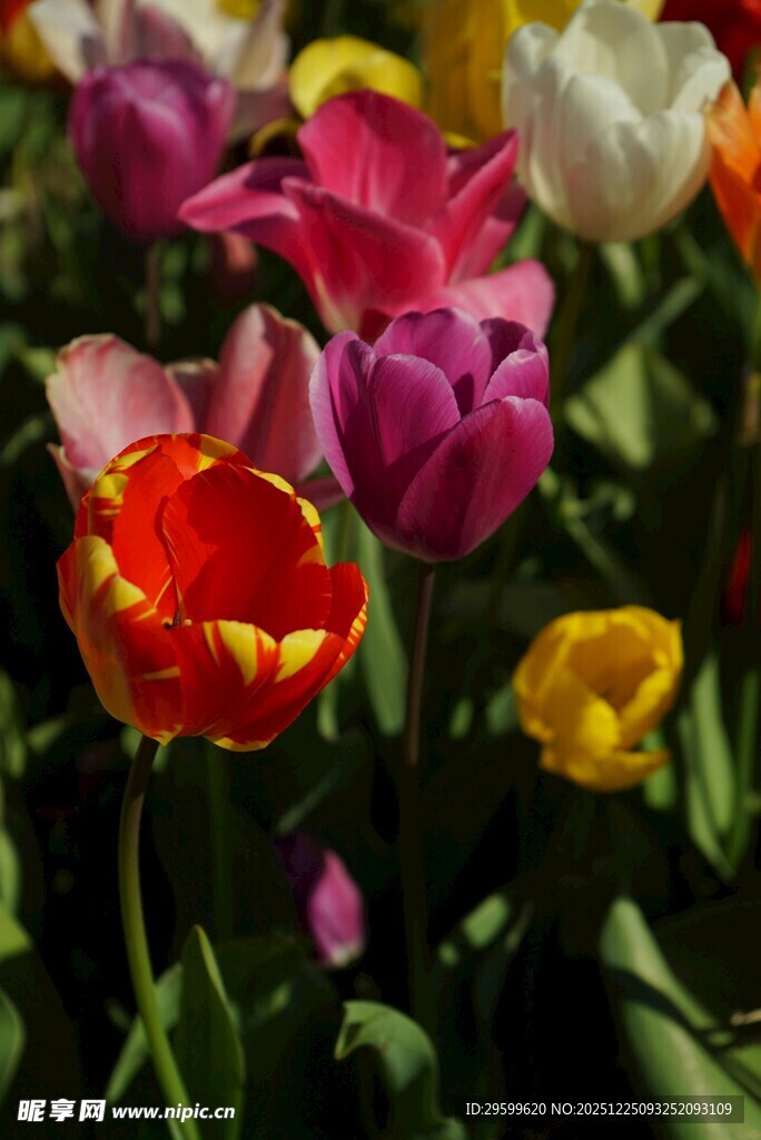 多彩郁金香绽放