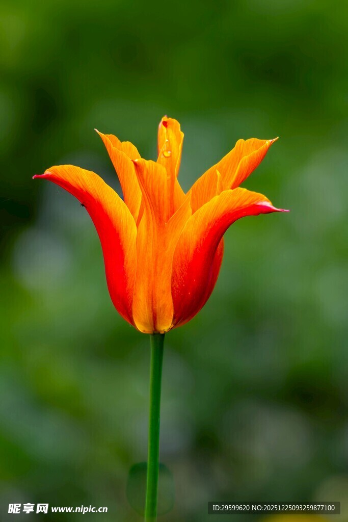 橙红色单株郁金香绽放