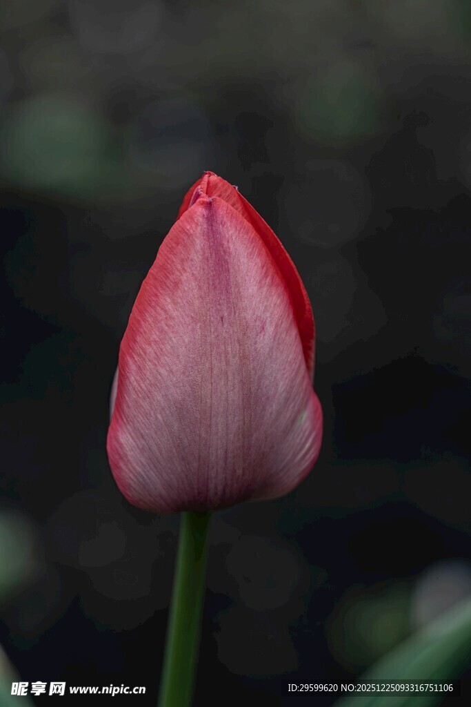 娇艳欲滴的粉色郁金香